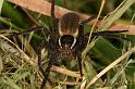 Dolomedes_fimbriatus_D5117_Z_91_Canal du Nivernais_Frankrijk